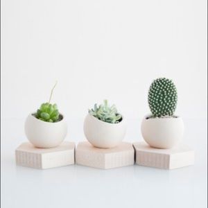 Gorgeous mini planter 🪴